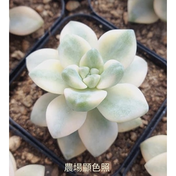 不能吃的肉肉 景天科 韓國進口多肉植物無根淡雪錦 杏美人錦 蝦皮購物
