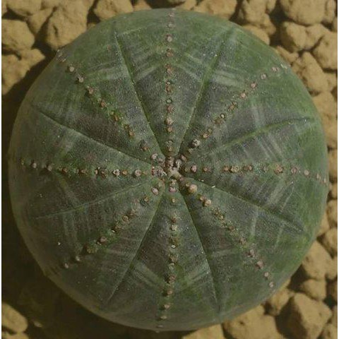 多肉植物 大戟科【Euphorbia obesa 布紋球/晃玉 種子】