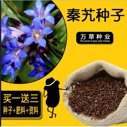秦艽種子 麻花九秦久秦艽秦玖種籽四季播種 滿599元7 11免運 蝦皮購物