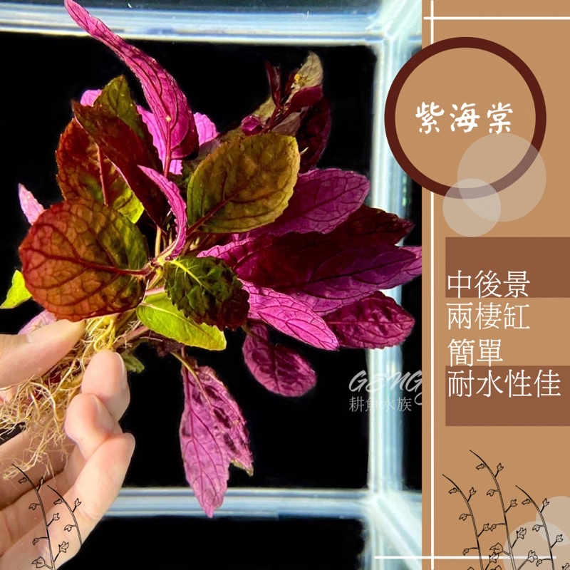 耕魚水族gengyu 買十送一紫海棠耐水水草紫海棠水草水上葉中後景 蝦皮購物