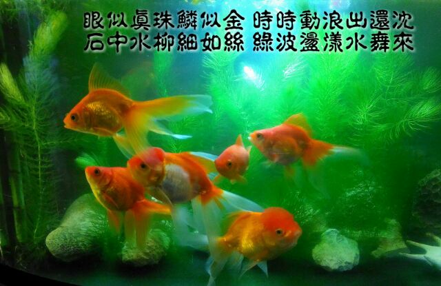 限量 金魚藻魚缸基本入門款水草無根強健陰性水生植物淨化水質 水之舞坊 蝦皮購物