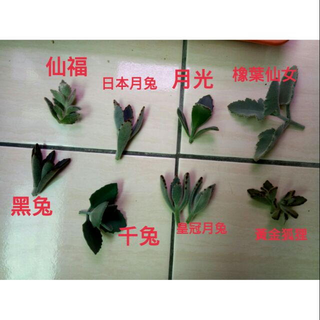 多肉植物 兔耳砍頭套餐 +葉孵閃光+葉孵仙福