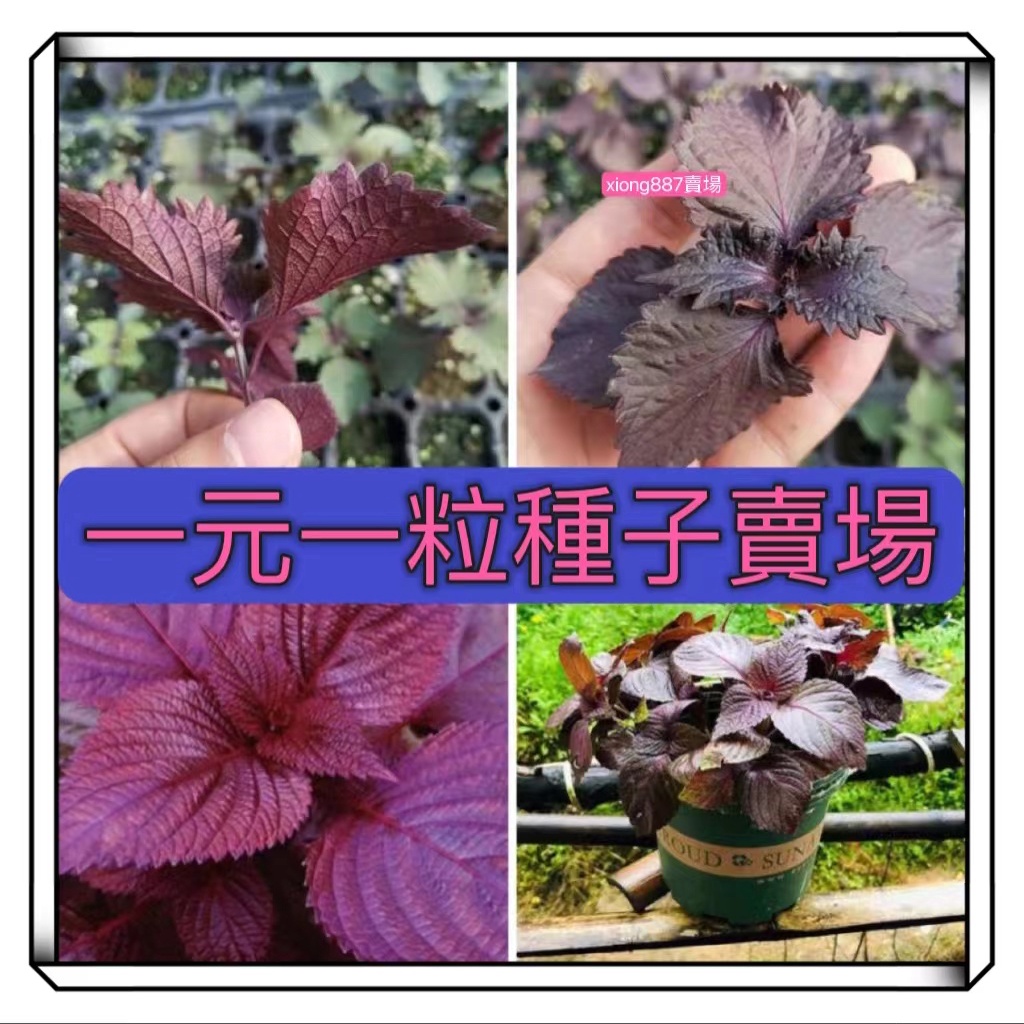 1元1粒 紫蘇種子紫紫蘇綠紫蘇雙色紫蘇蔬菜種子陽台觀賞盆栽新店促銷限時特價 蝦皮購物