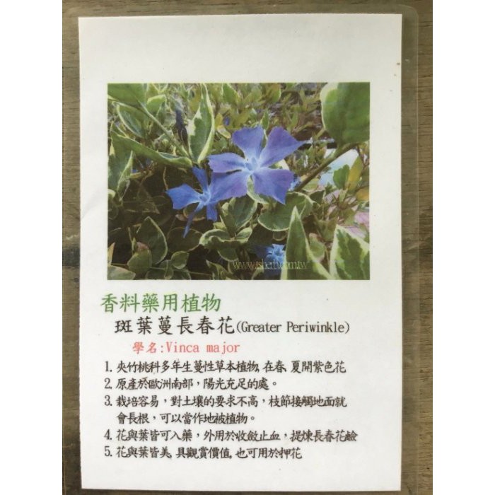 花囍園 香草水果苗 斑葉蔓長春花 又稱攀纏長春花 斑葉種為主 5吋高約10 cm 特價110 蝦皮購物