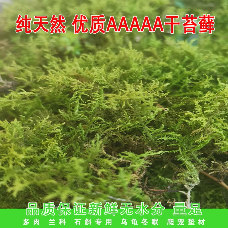 熱銷新品 干苔蘚蝴蝶蘭花栽培基質水苔營養土多肉石斛種植嫁接烏龜冬眠墊材 蝦皮購物