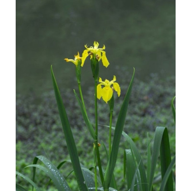 菖蒲 10株一組 別名 黃鳶尾 水生鳶尾 黃花鳶尾 裸根 蝦皮購物