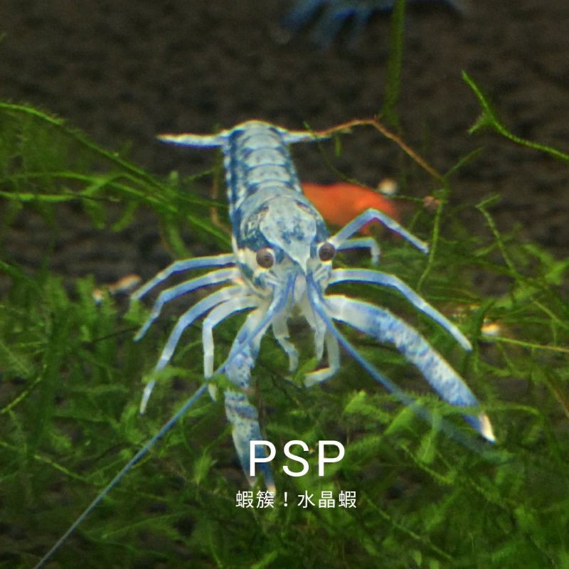 【蝦簇】紅菱背U字螯蝦藍體(PSP)對蝦 螯蝦