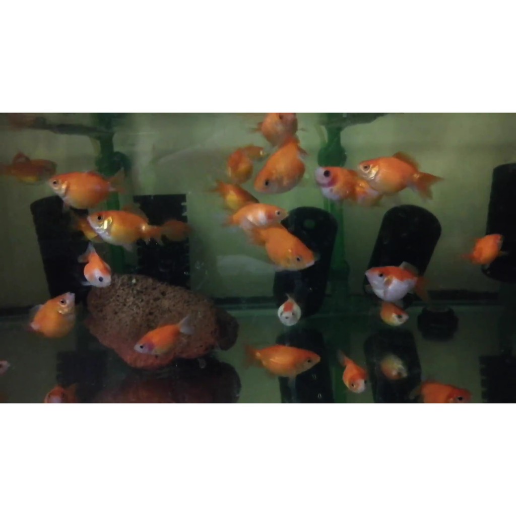 一元水族水產工坊 小珠鱗體型5元大小以上金魚活餌 飼料 蝦皮購物