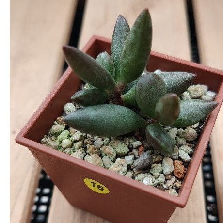 赤水玉的價格推薦 21年4月 比價比個夠biggo