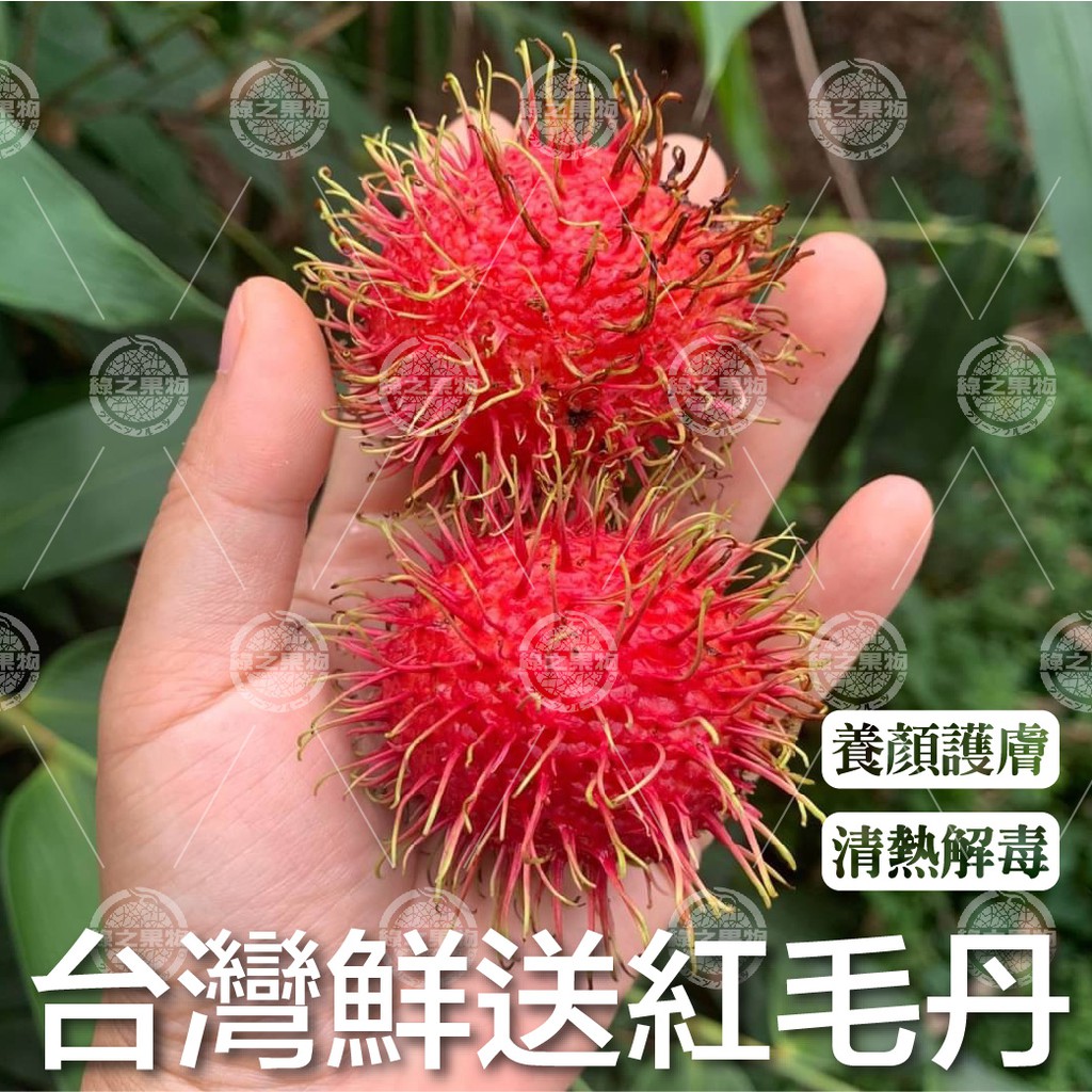 【綠之果物】紅毛丹 毛荔枝 台灣紅毛丹 產地鮮送