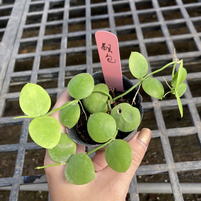 小玉多肉 騷包毬蘭風不動屬 12 10 蝦皮購物