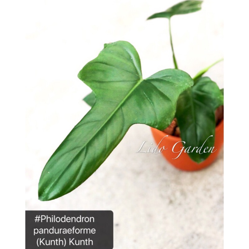 琴葉蔓綠絨。戟葉蔓綠絨．可愛小提琴🎻#Philodendron panduraeforme (Kunth) Kunth