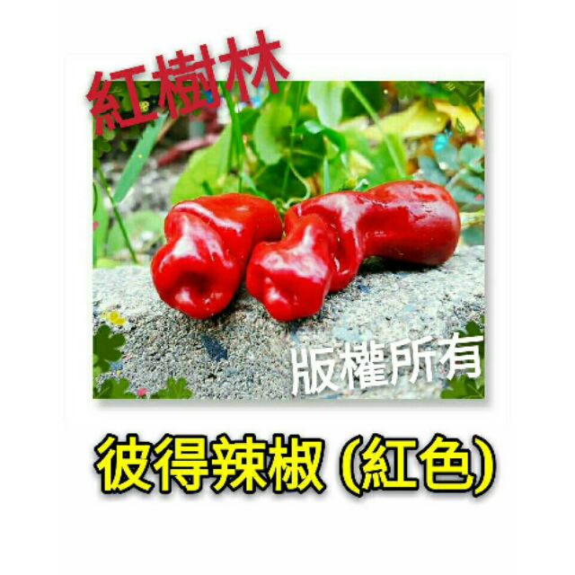 【紅樹林】紅色彼得辣椒 (種子)~每份10粒