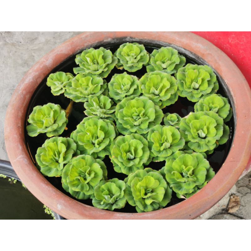 梅雨季爆盆 玫瑰 水芙蓉 水生植物或水培植物應用於魚缸中 植物過濾 植物的根部吸收掉硝酸鹽 蝦皮購物