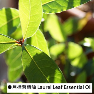 【muco】月桂葉精油 Laurel Leaf Essential Oil