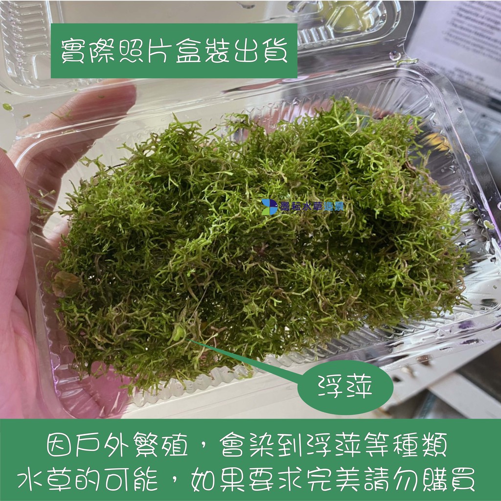 墨耘水草 鹿角苔 鐵片 盒裝 水中葉 冒泡旺盛耐熱前景水族 蝦皮購物