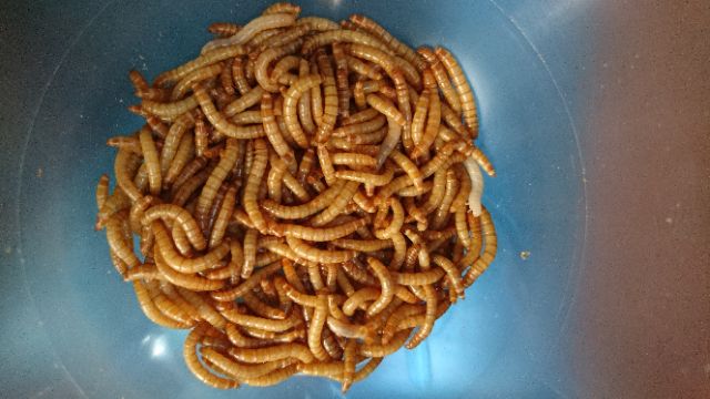 優質 麵包蟲活體 養在網子上 飼料 蝦皮購物