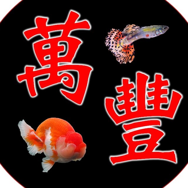 下沉型 上浮型 A 金魚飼料500g 蘭壽琉金珠鱗花羅漢血鸚鵡短雕慈鯛鬥魚魚飼料 蝦皮購物