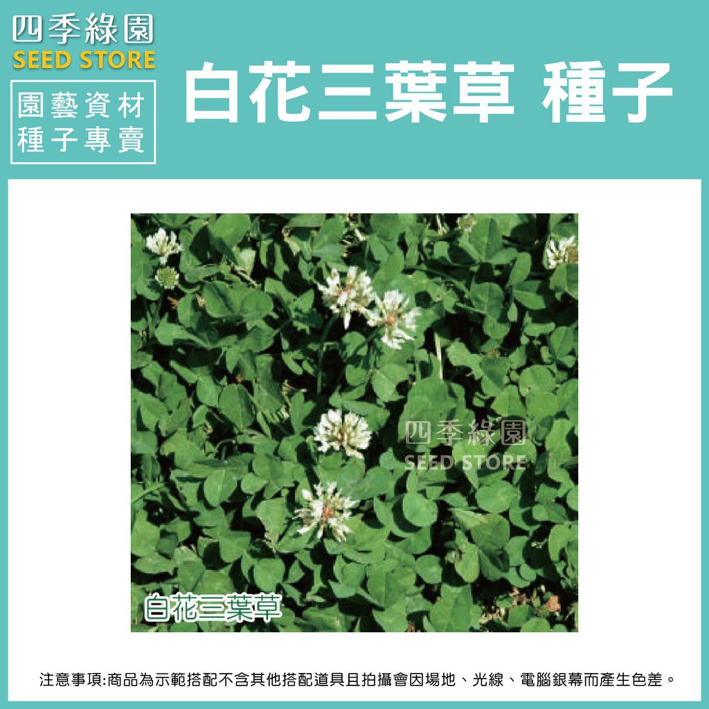 白花三葉草種子的價格推薦 21年9月 比價比個夠biggo