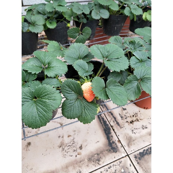 草莓苗   巨無霸草莓 （2.5吋黑盆）