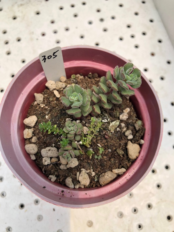 小郁兒多肉植物 毛小玉 蝦皮購物