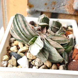 肉部屋售側芽美玲富士錦臥牛ガスデリアgasteria 多肉植物 蝦皮購物