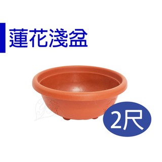 【醬米資材】水耕植物蓮花荷花 便宜耐用/ 葡紋蓮花淺盆-2尺