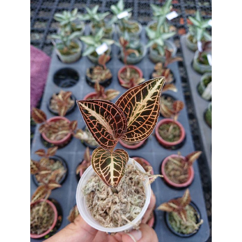 開心農元 觀葉植物 金心寶石蘭熱門ig 網紅文青必備雨林植物 蝦皮購物