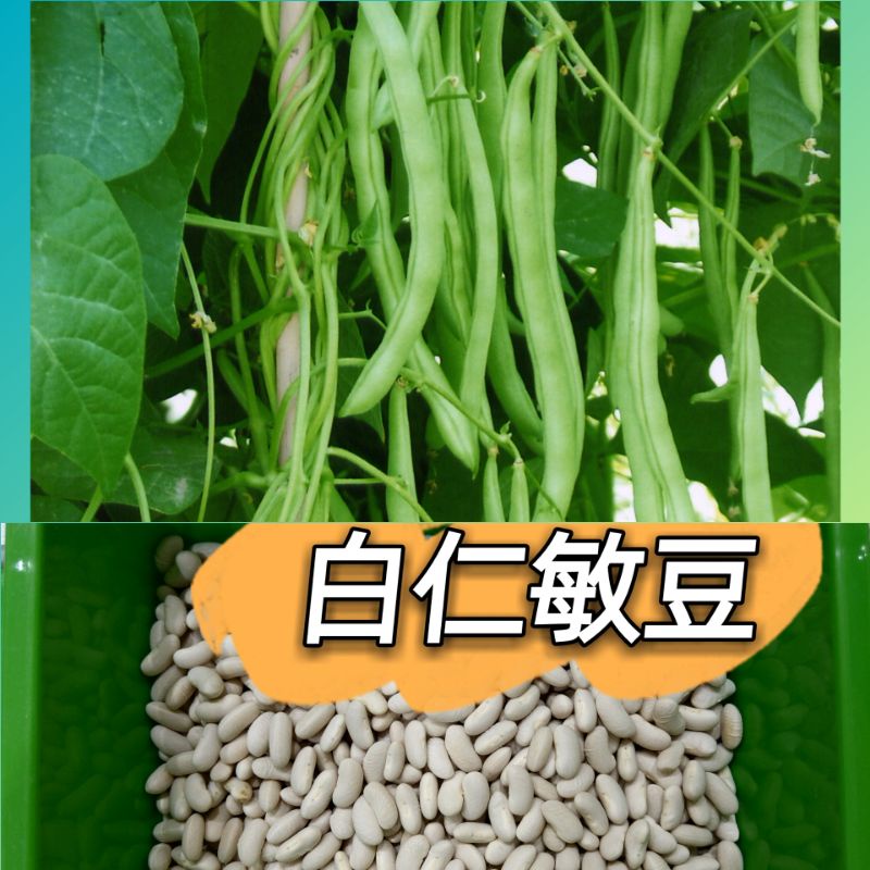 四季豆種 Ptt Dcard討論與高評價網拍商品 21年9月 飛比價格