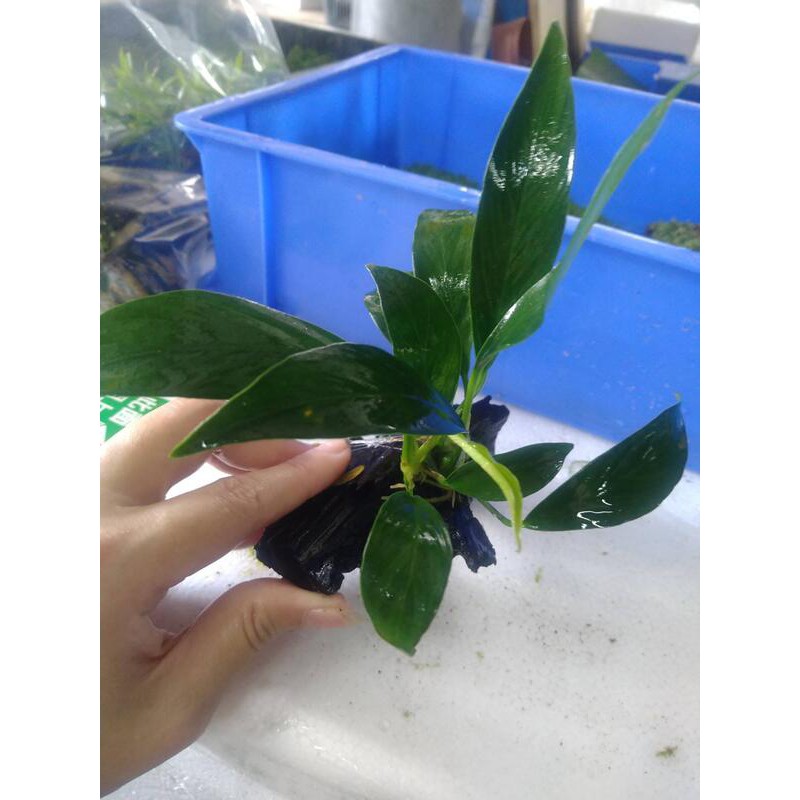阿馨水草屋 造景陰性水草 劍榕枕木水草缸專賣店 蝦皮購物