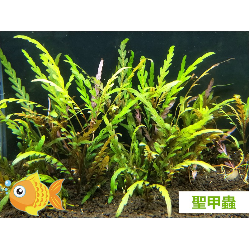 聖甲蟲 一株 完全水中葉中景草後景草陰性水草桃園水族 蝦皮購物