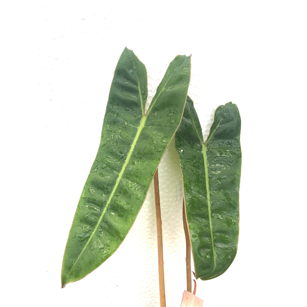 Philodendron billietiae 橘梗蔓綠絨