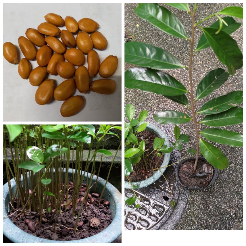 ［實藏園］刺果蕃荔枝盆苗/種子