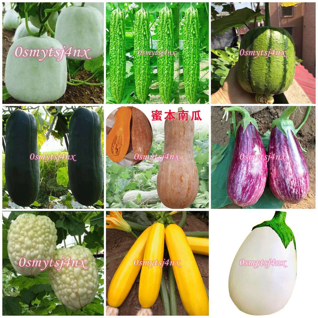 瓜類 種子 大全長茼綠夏南瓜南瓜 種子 茄瓜 種子 絲瓜 冬瓜 青瓜 黃瓜 苦瓜 瓠瓜 種子 蝦皮購物