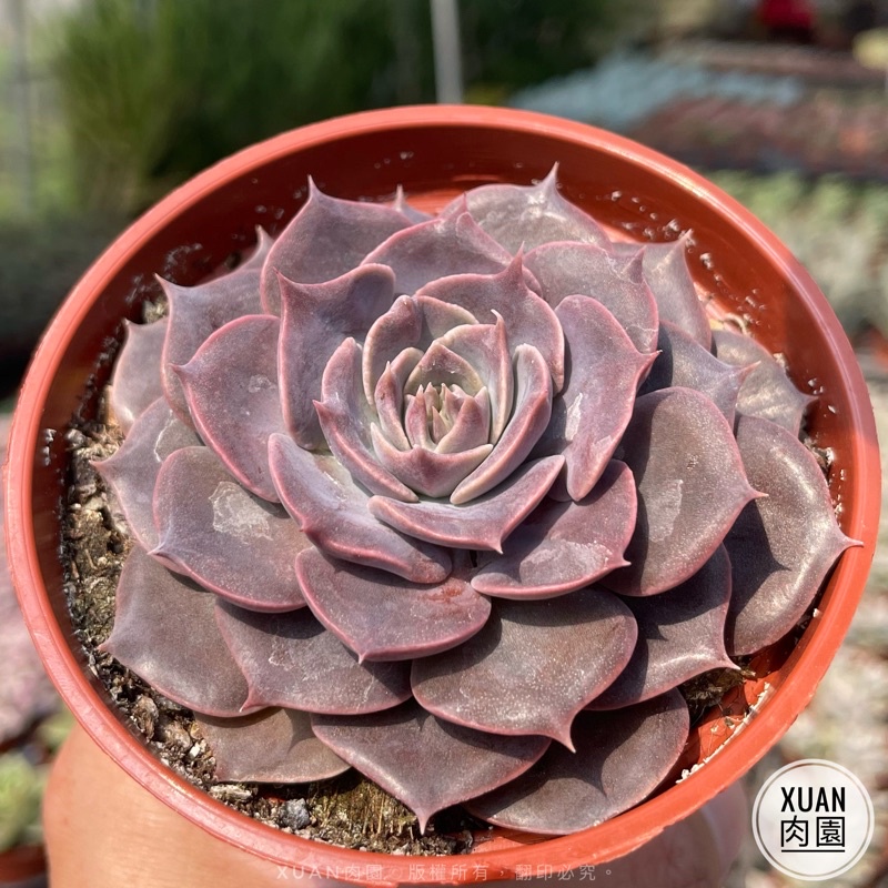 3吋盆 琳達珍 多肉植物 多肉 療癒小物 組盆 Xuan肉園 蝦皮購物