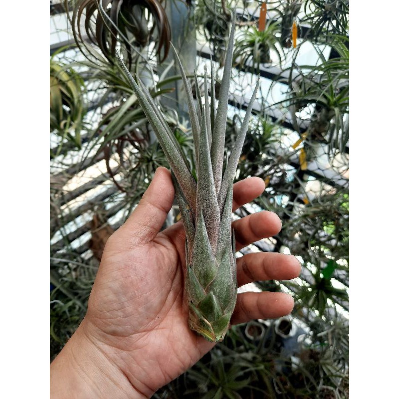 空氣鳳梨： 電捲交魯肉(紅魷魚）streptophylla X novakii，大肥芽