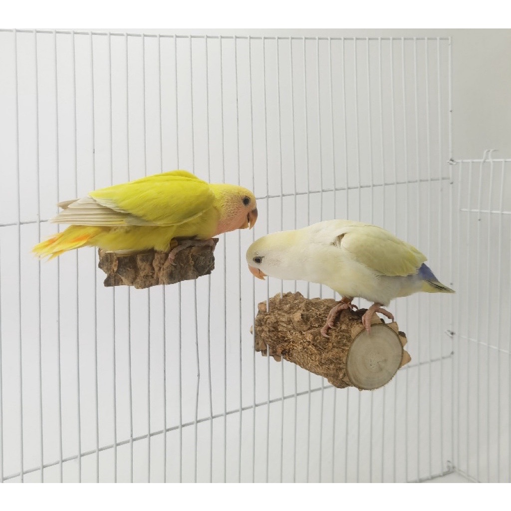 香濃❤花椒木平台站棒組合 鸚鵡鳥倉鼠寵物用品 原木玩具