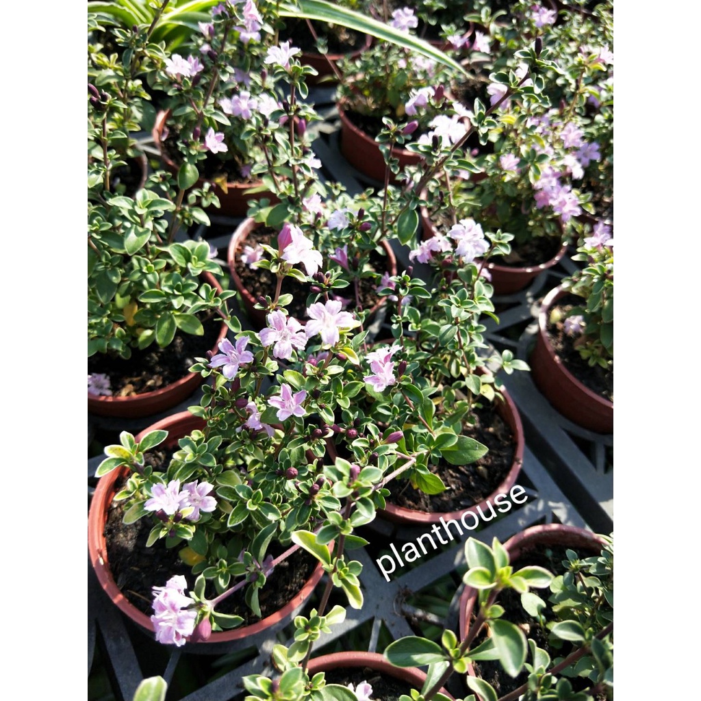 植宅 紫丁香 紫花六月雪 3吋盆 灌木植物 蝦皮購物