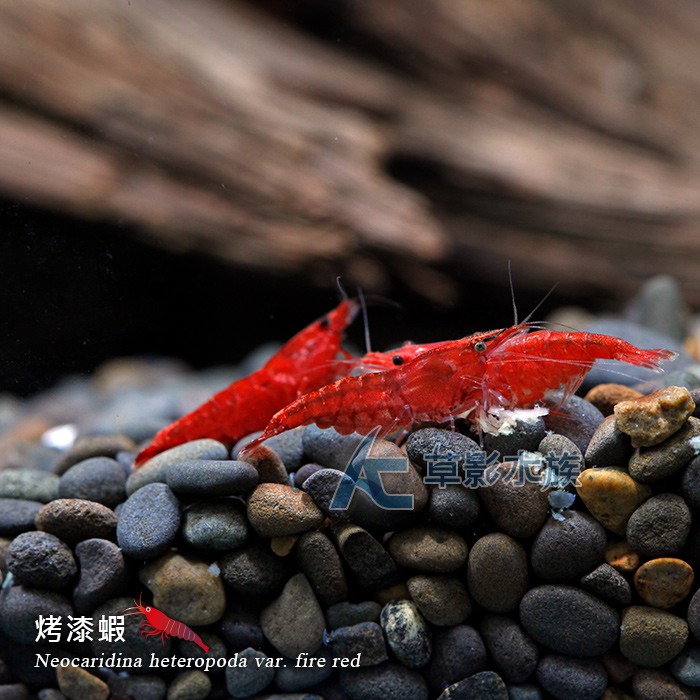 Ac草影 烤漆蝦 一份 飼料 活餌 蝦皮購物