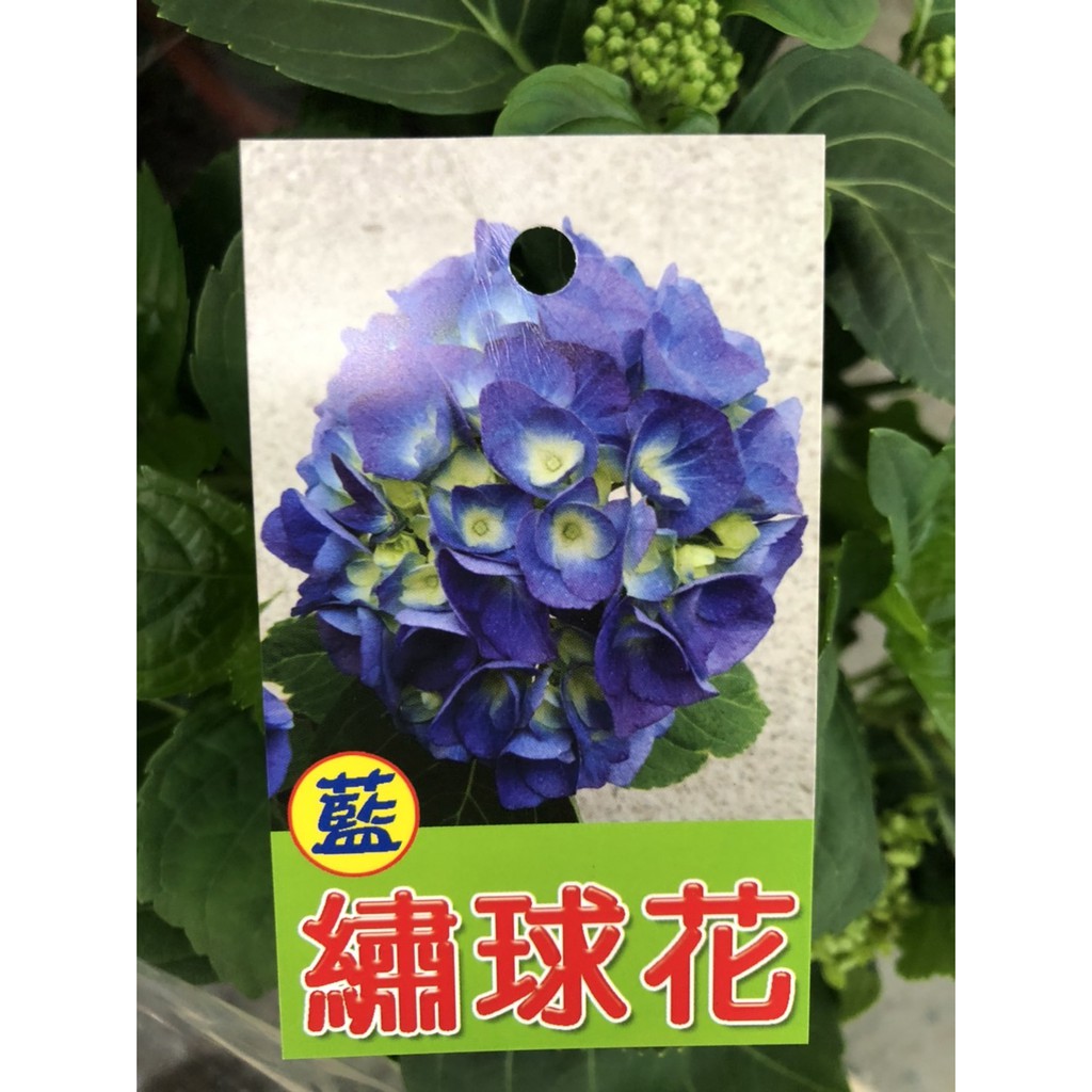 花花世界 季節花卉 單瓣繡球花 深粉色 藍色 6 7吋盆 高 30cm Ma 蝦皮購物