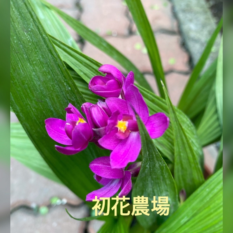 紫苞舌蘭的價格推薦 22年11月 比價比個夠biggo