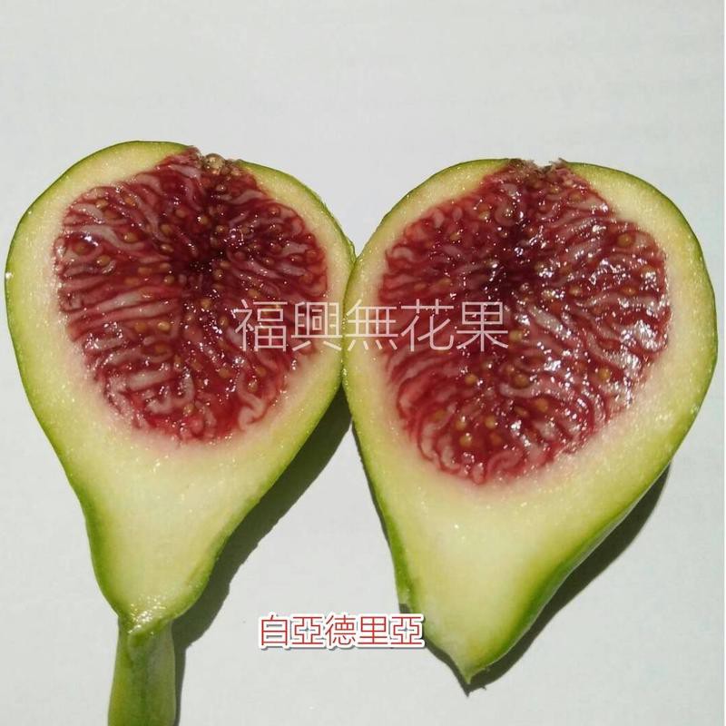 福興無花果 白亞德里亞 無花果枝條 蝦皮購物