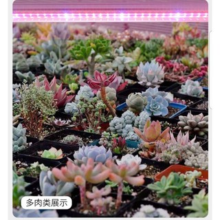 【自然光節能照明】 LED植物燈 T5層板型 全光譜 2呎/3呎/4呎 植物燈 補光燈 仿太陽光 多肉 育苗