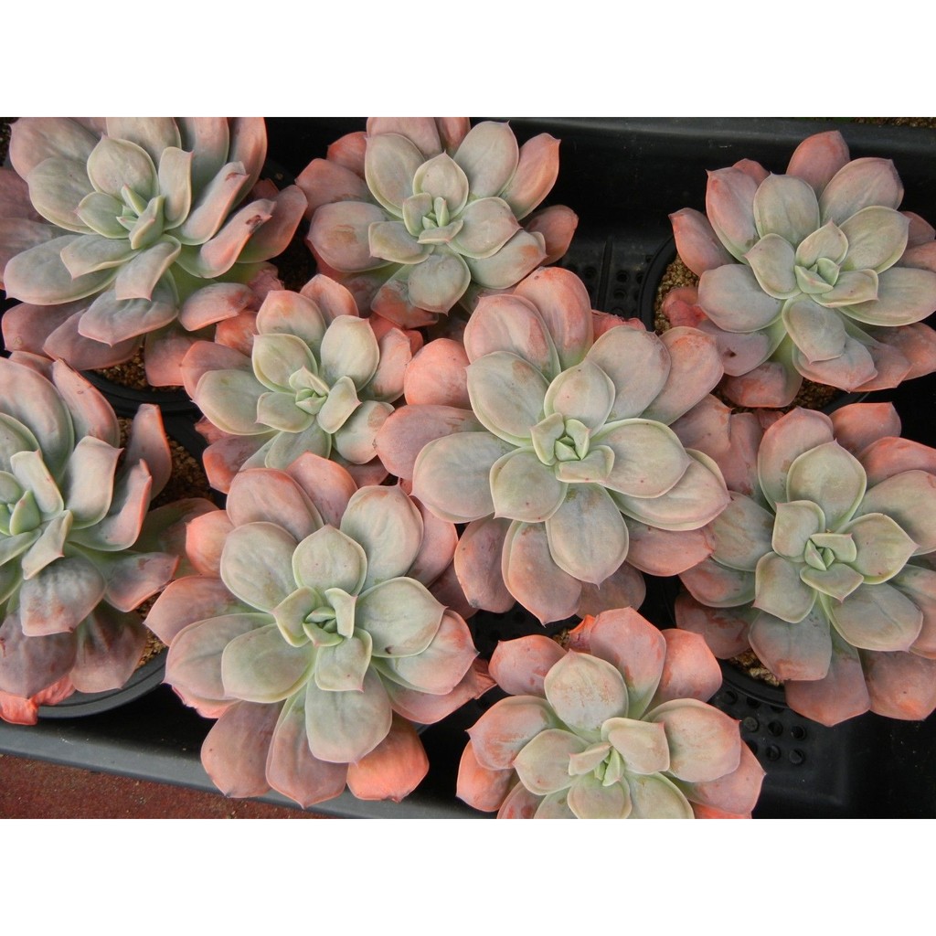 Echeveria 'Macaron'多肉瘤物 馬卡龍雨滴SP