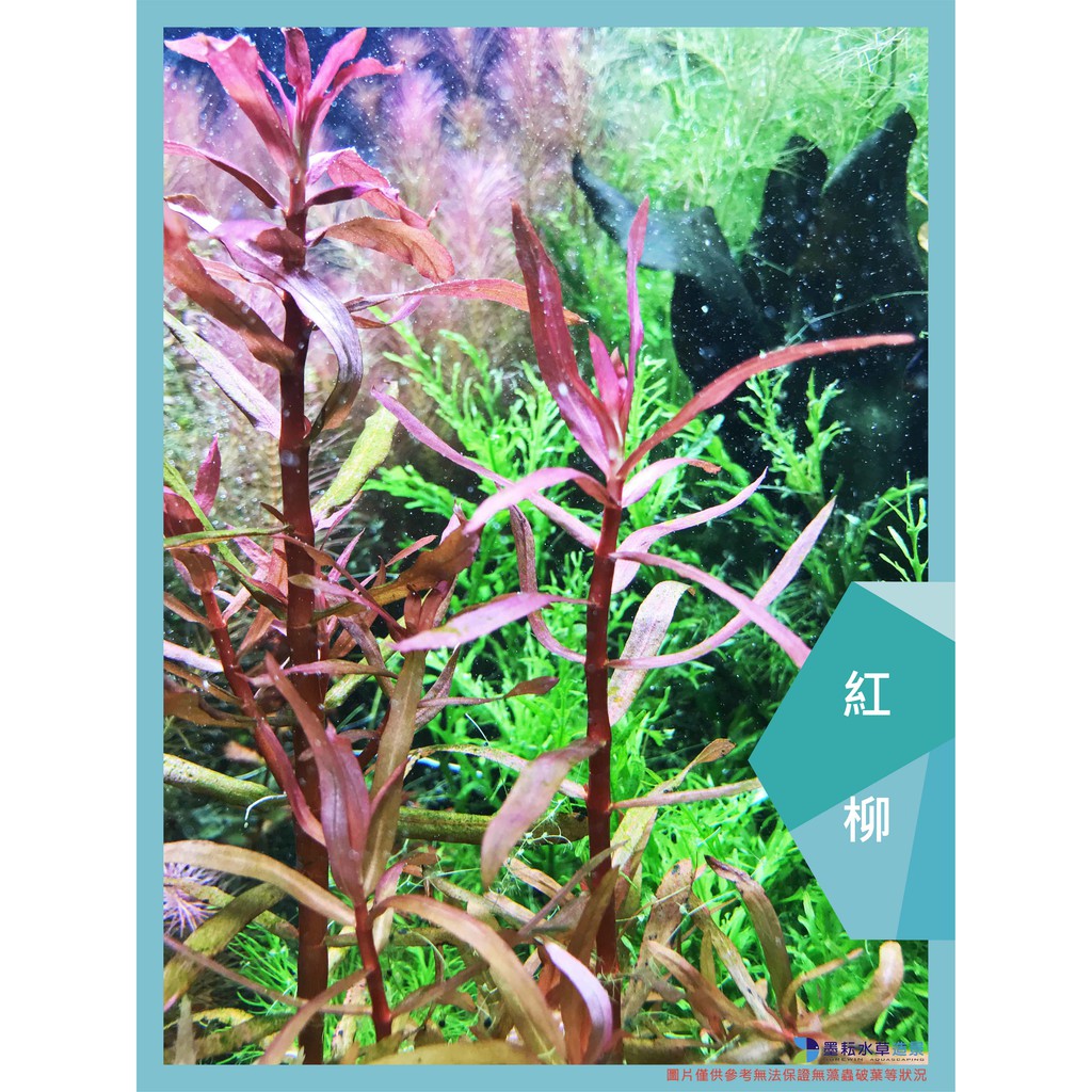 墨耘水草 紅柳 水中葉 1株 元耐熱紅色不需co2 新手級 蝦皮購物
