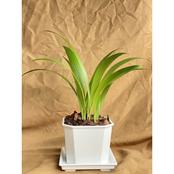 英宏 室內觀葉植物黃椰子3寸 棕櫚植物 蝦皮購物
