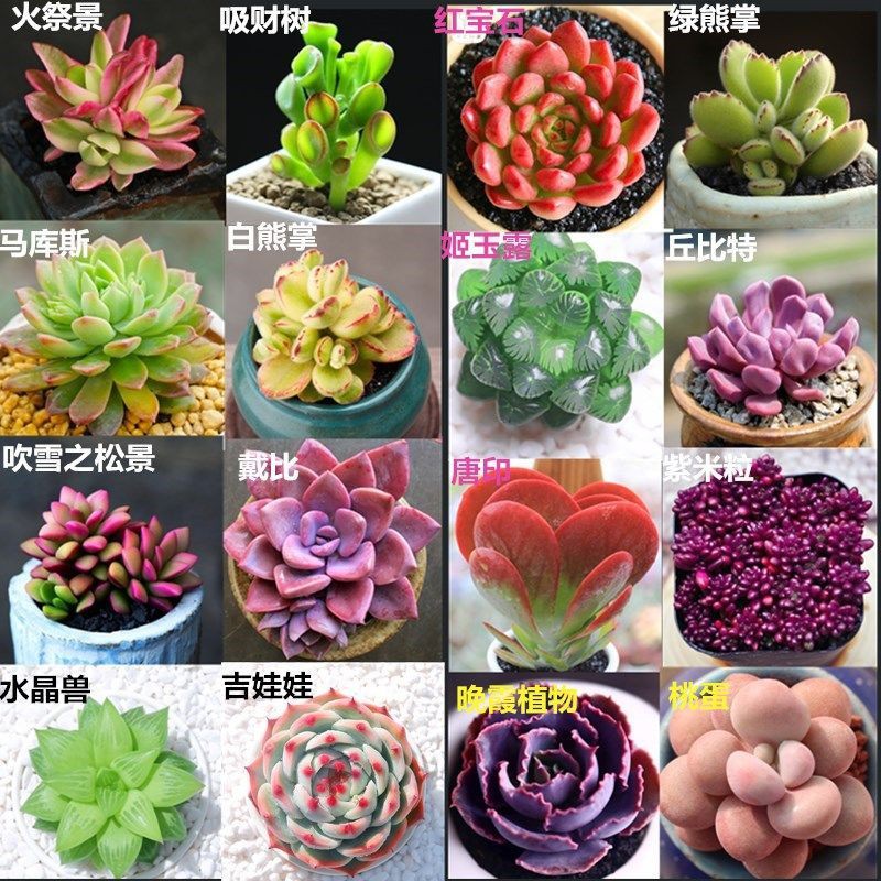 種子優購賣場 多肉種子500粒 買2送1 迷你多肉植物種子多肉小 兔種玉露石生花 蝦皮購物