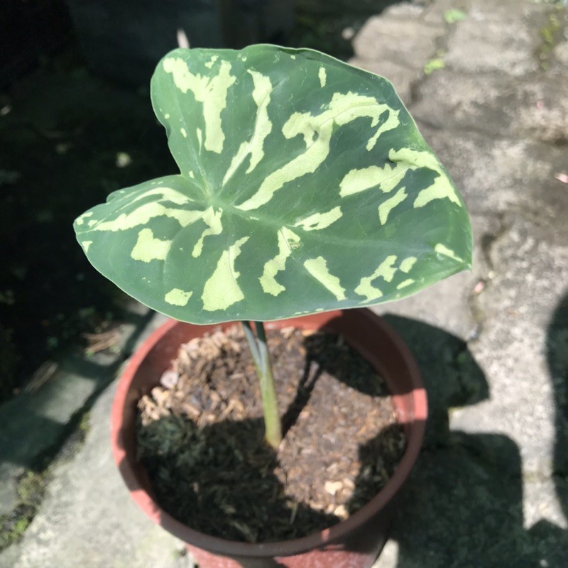 糀町雨林植物💮迷彩芋Caladium hilo beauty、彩葉芋