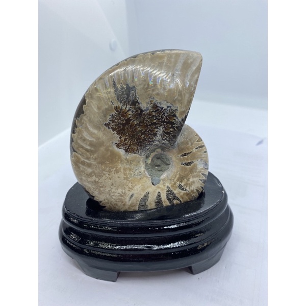 D2816鸚鵡螺化石－斑彩螺（Ammolite）玉化 閃紫光 透光 送專屬訂製木座