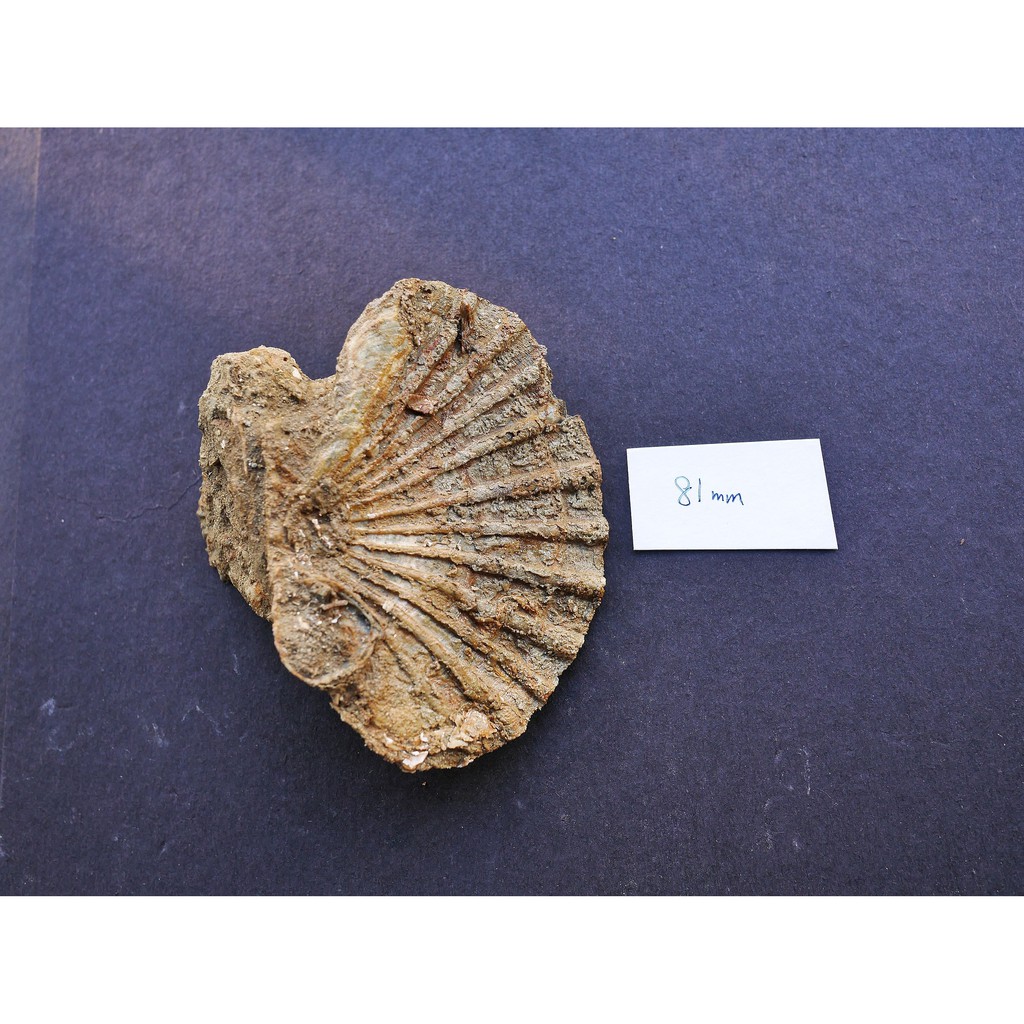 【實物實拍】【現貨】【露蝦】台南的 長沼扇貝化石 (貝體81mm，母岩在貝體下方)(實體比照片漂亮) 台灣化石